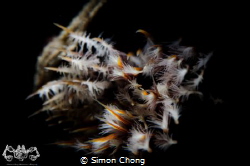 Tube worm by Simon Chong 